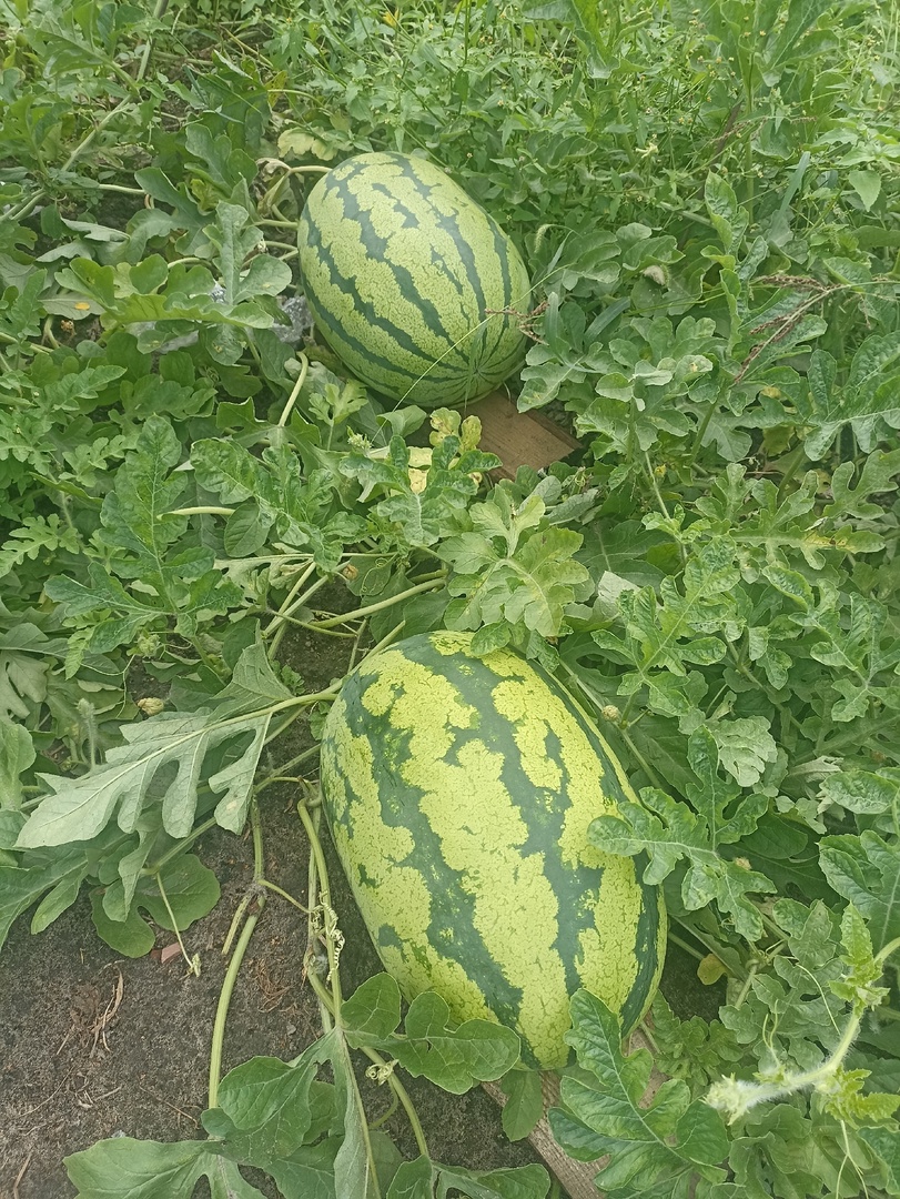 Урожай под климовским солнцем