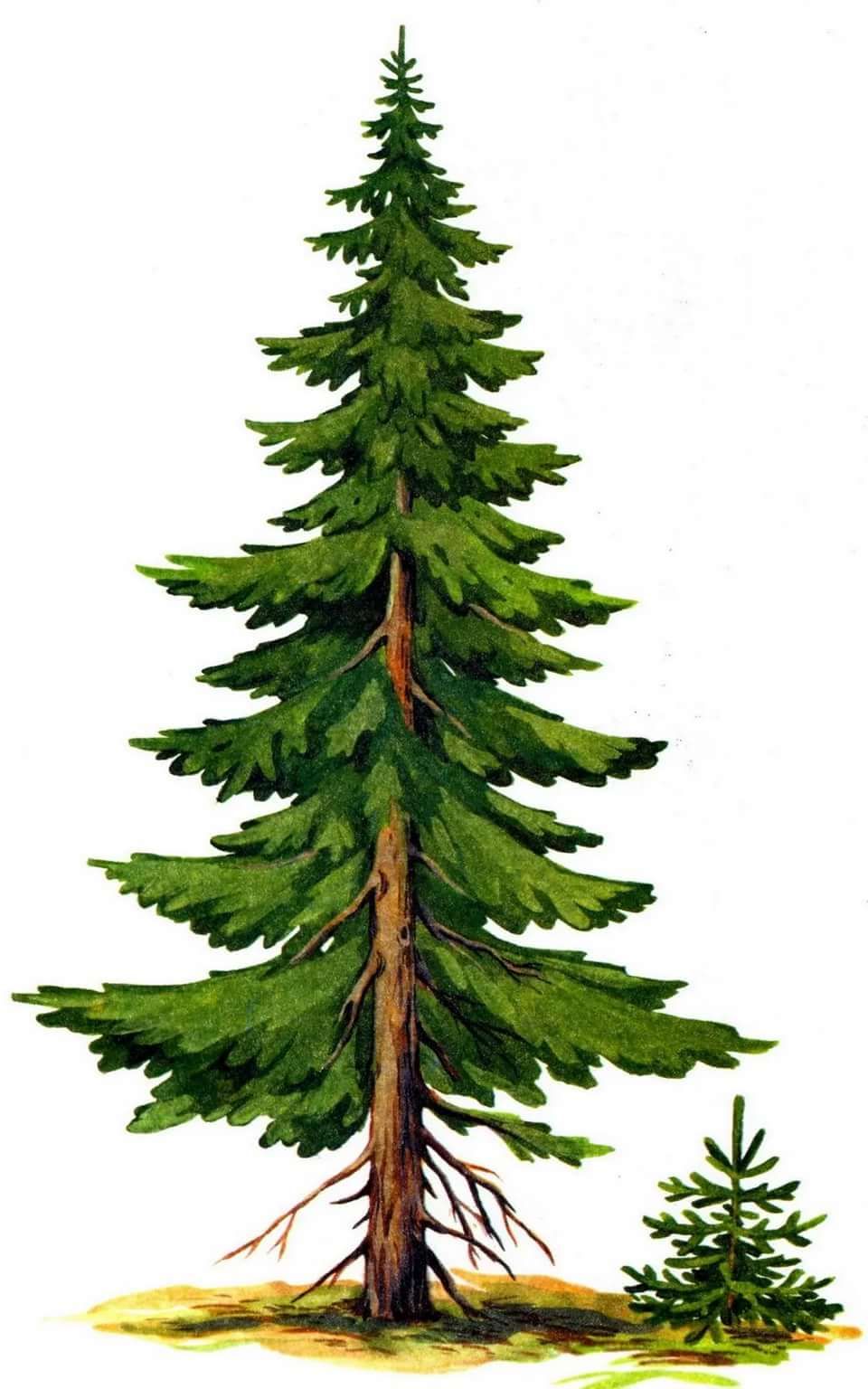 Где климовчанам найти хвойную красавицу?