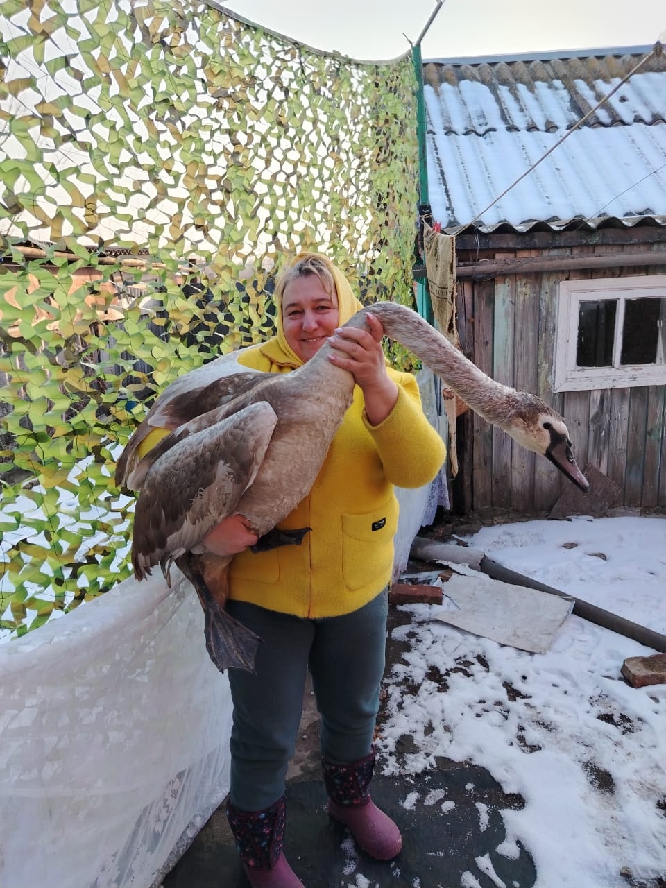 Жительница Лакомой Буды выхаживает лебедя