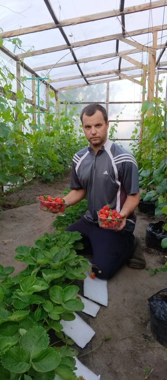 Климовчанин Алексей Бондарев доволен собранным урожаем клубники