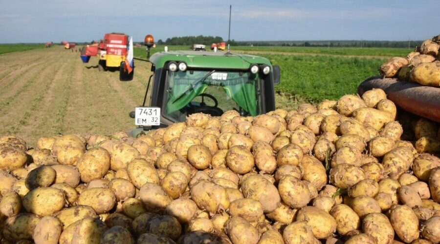 На Брянщине аграрии уберут картофель на площади 34,7 тыс. га