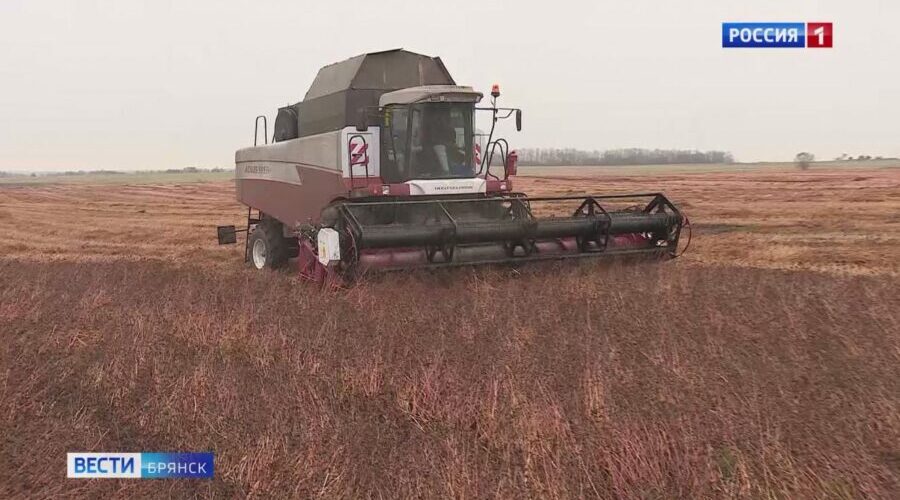 Брянские сельхозпредприятия начали уборку гречихи