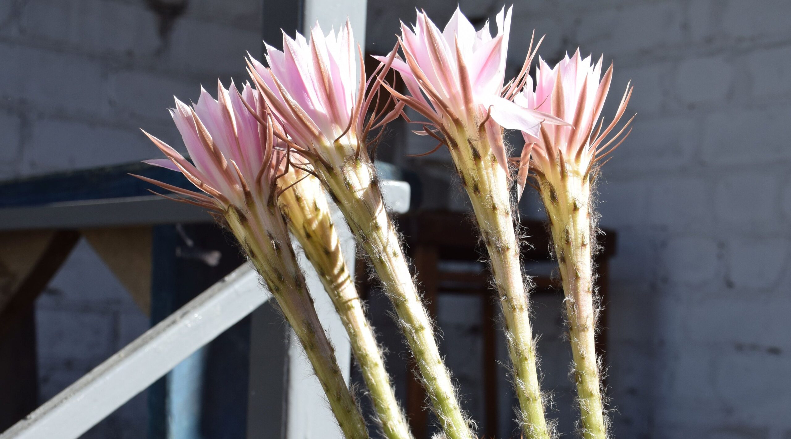 У климовчанки кактус устроил салют