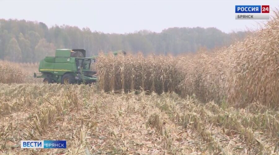 Аграрии Брянщины приступили к уборке кукурузы на зерно