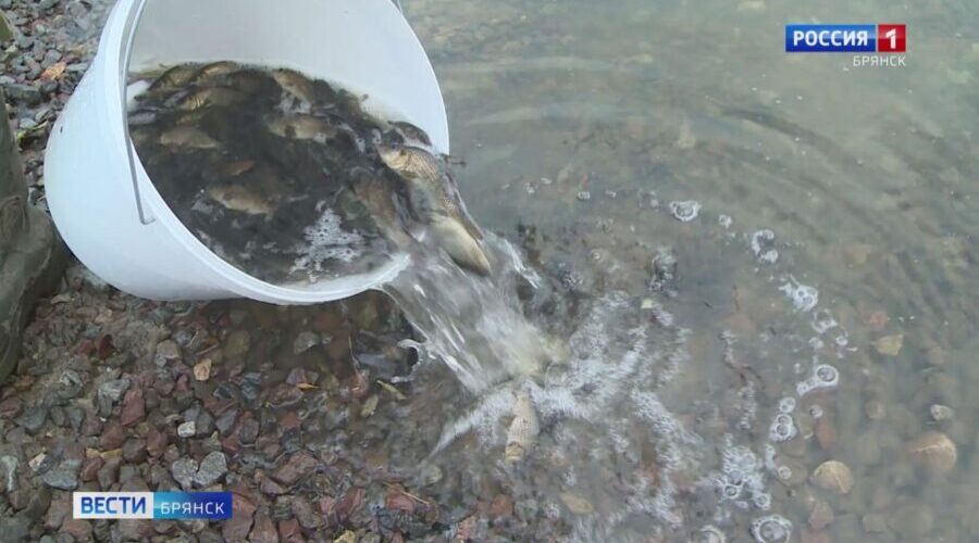 Более 300 мальков сазана выпустили в Десну в районе поселка Супонево