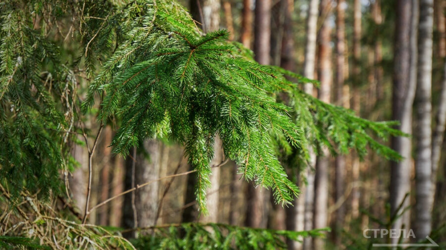 За шесть лет в Брянской области восстановили лес на 21,5 тыс. гектаров