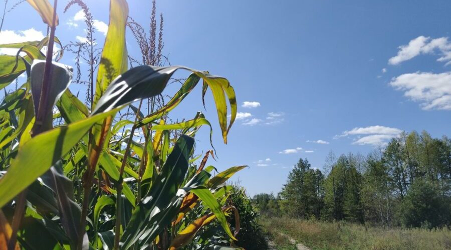 В Климовском районе убирают кукурузу