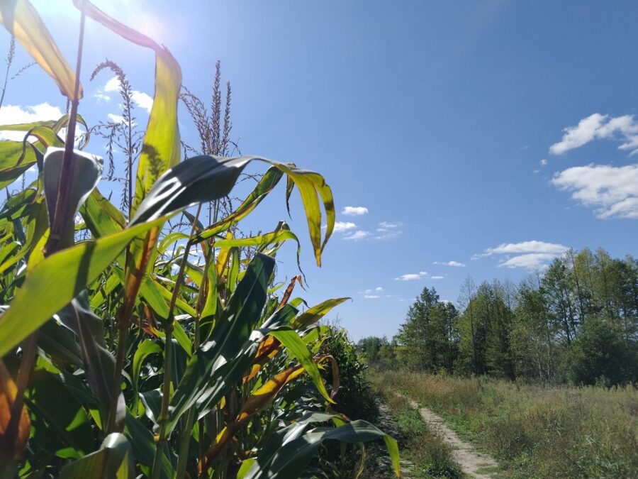 В Климовском районе убирают кукурузу