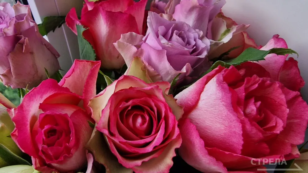 Три спортсмена Брянщины получили звание Мастера спорта