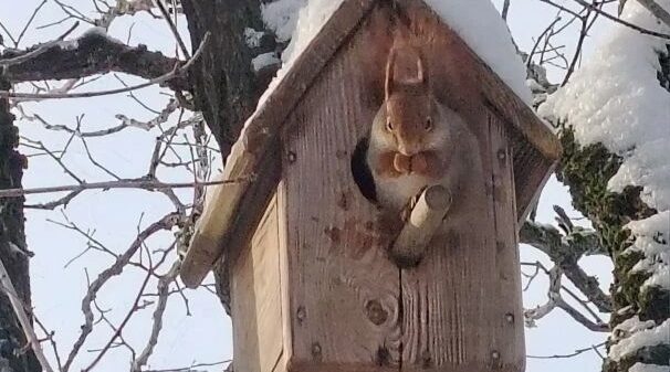 В Гетманобудской школе подружились с беличьей семьей