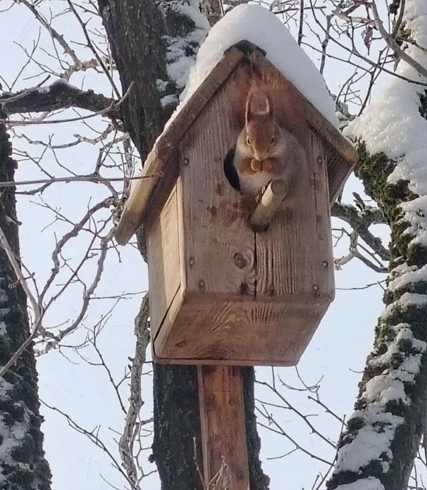 В Гетманобудской школе подружились с беличьей семьей