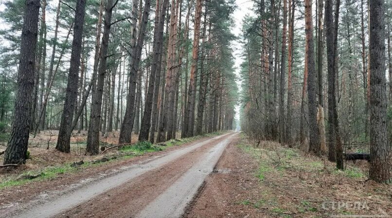 Свыше 18 тысяч гектаров леса восстановлено на Брянщине