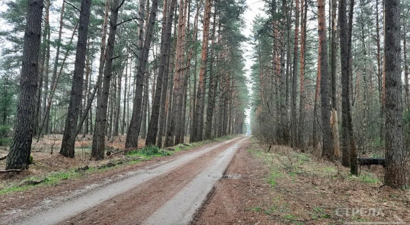 Свыше 18 тысяч гектаров леса восстановлено на Брянщине