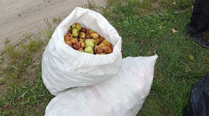 Климовчанам рассказали, как утилизировать опавшие яблоки