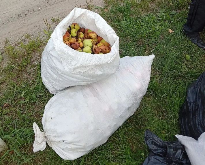 Климовчанам рассказали, как утилизировать опавшие яблоки