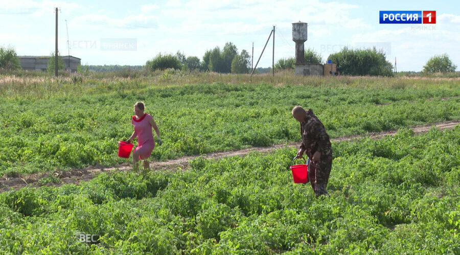 В Брянской области приступили к ежегодной уборке овощей